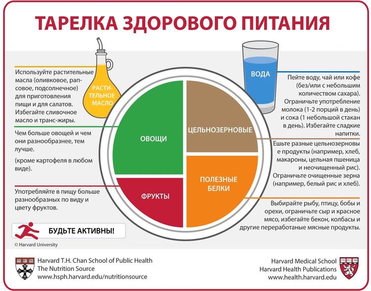 Гарвардская тарелка здорового питания: простой ориентир для рациона